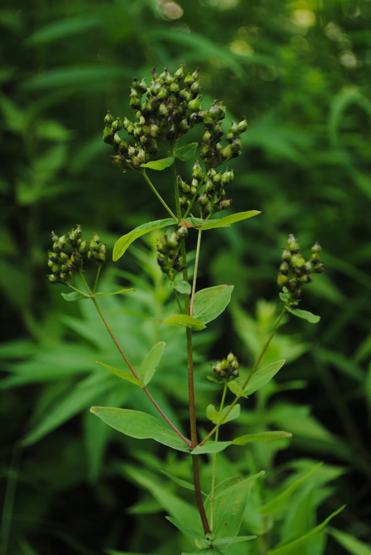 Spotted St. John's Wort (Hypericum punctatum)