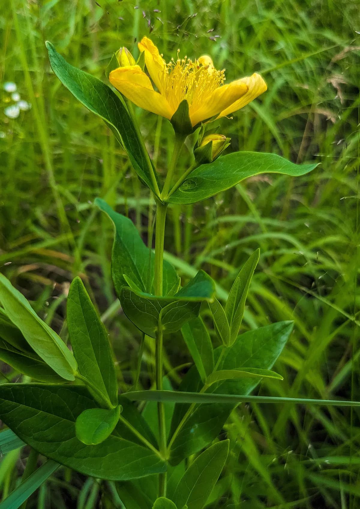 Great St. John's wort (Hypericum pyramidatum)