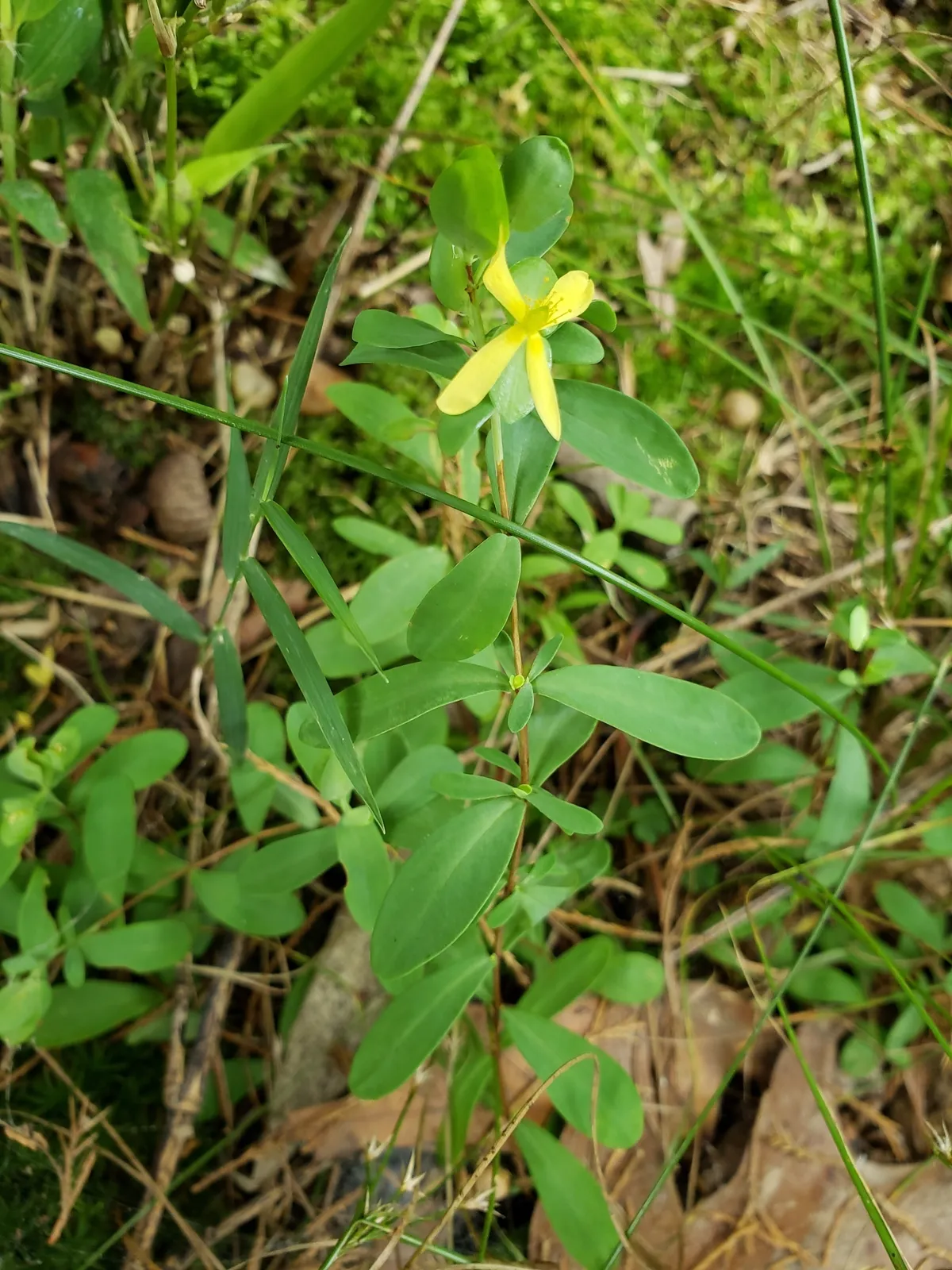 Creeping St. John's wort (Hypericum stragulum)