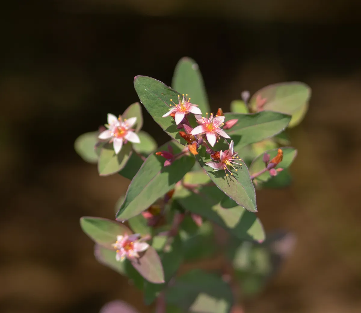 Marsh St. John'S Wort (Hypericum virginicum)