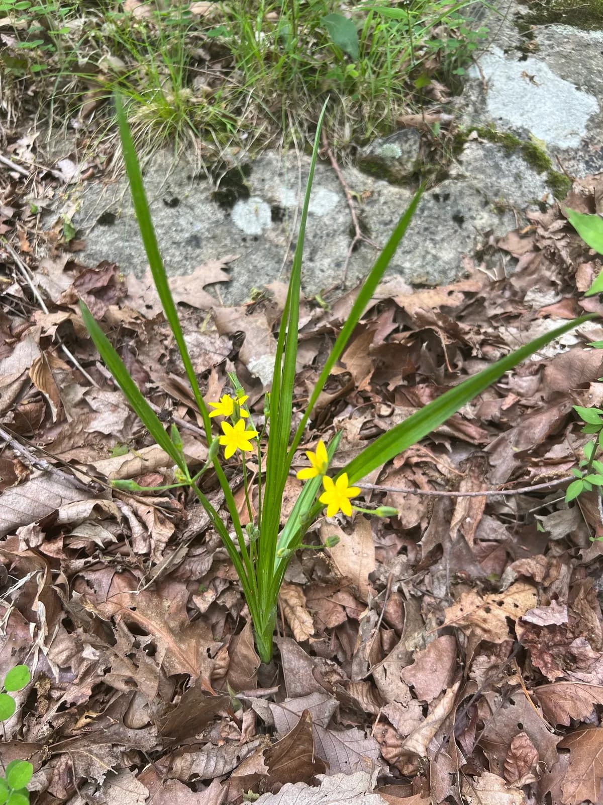 Yellow Star-grass (Hypoxis hirsuta)