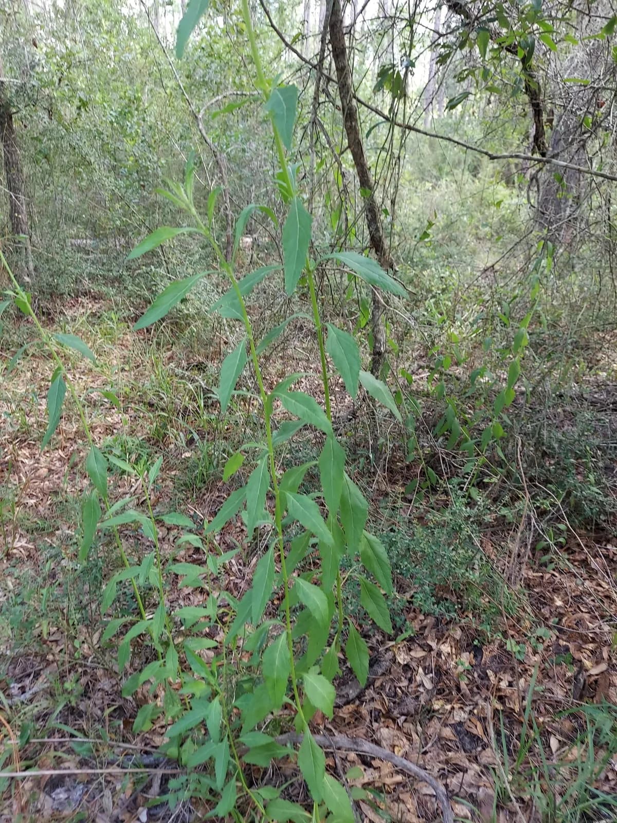 Clustered Bushmint (Hyptis alata)
