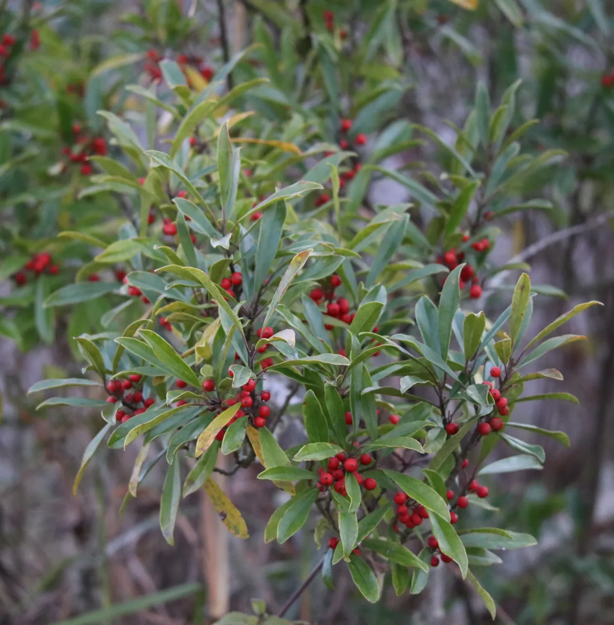 Dahoon (Ilex cassine)