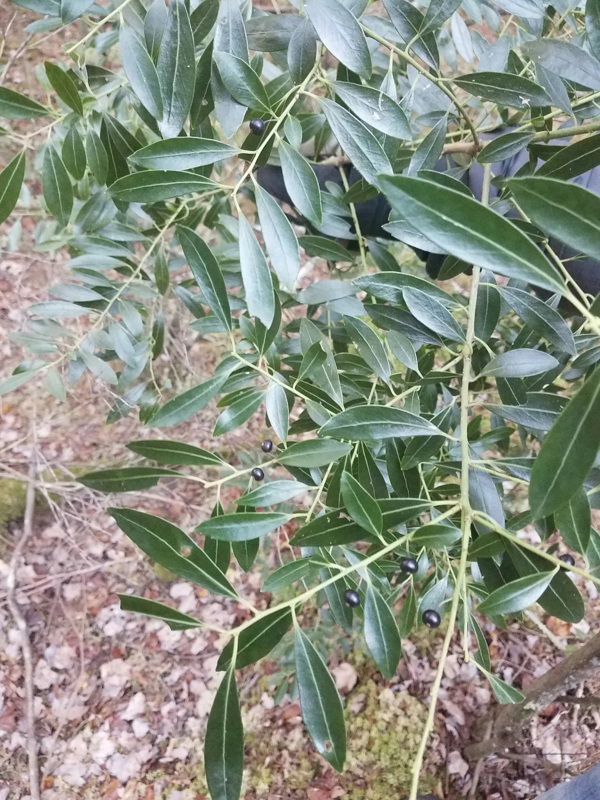 Appalachian-tea (Ilex glabra)