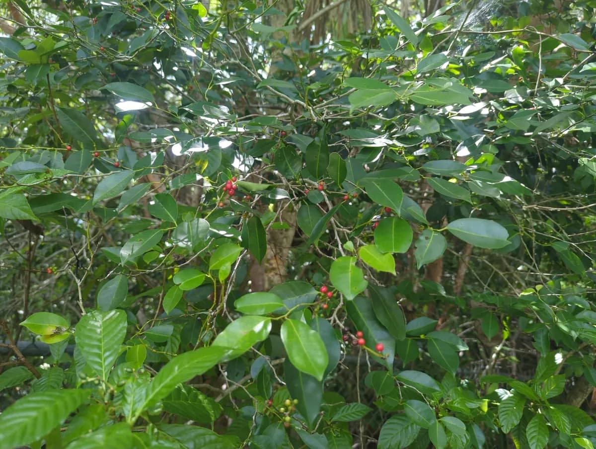 Krug's holly (Ilex krugiana)