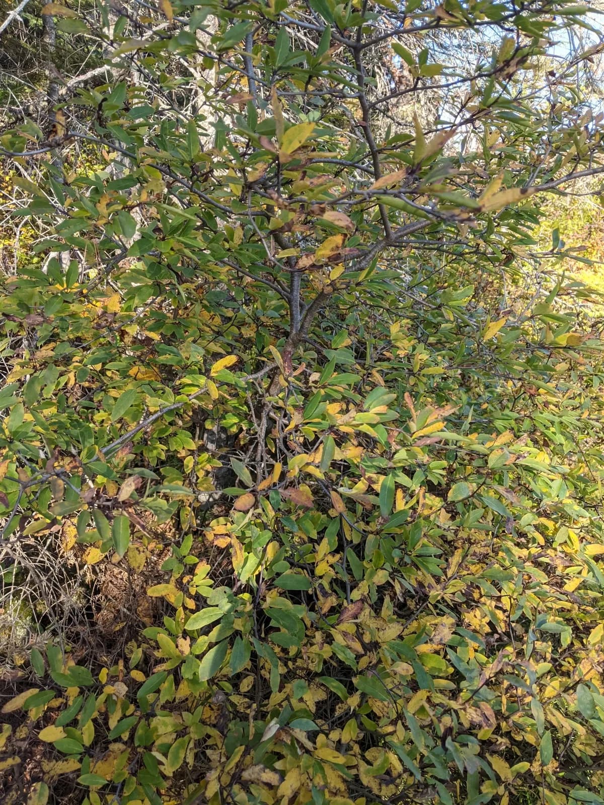 Catberry (Ilex mucronata)