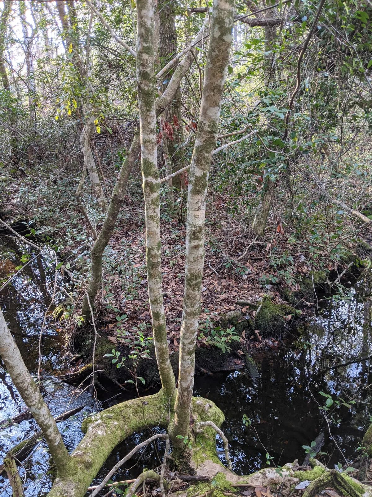 American Holly (Ilex opaca)