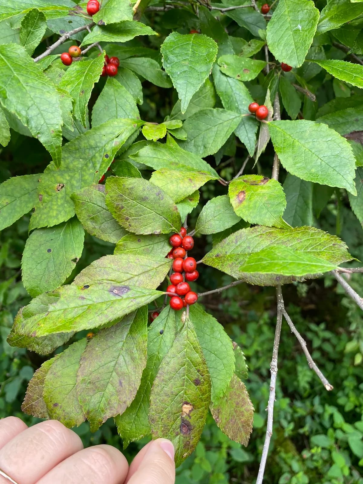 Black-alder (Ilex verticillata)