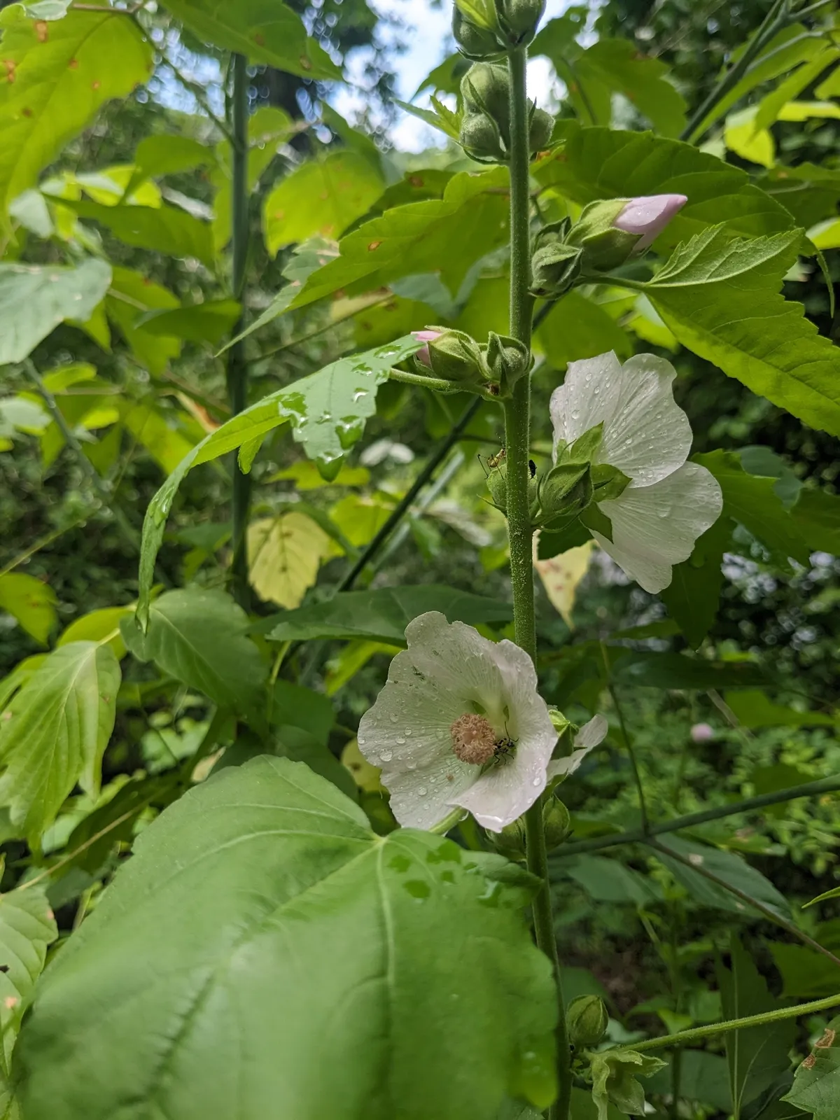 Kankakee mallow (Iliamna remota)