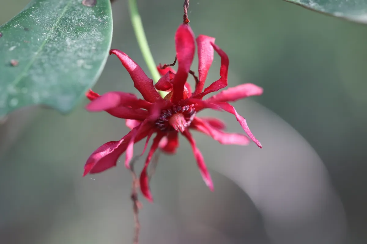 Florida anisetree (Illicium floridanum)