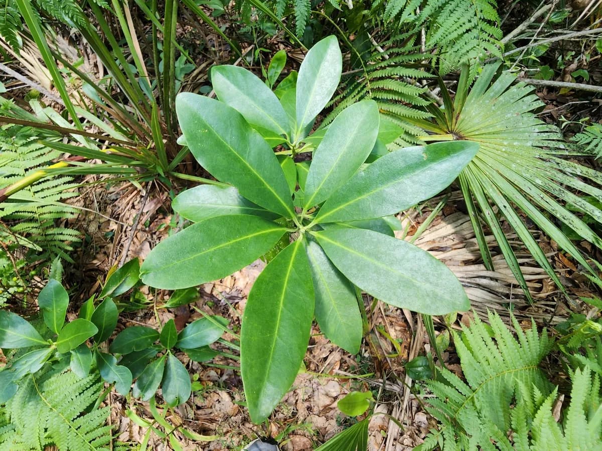 Yellow anisetree (Illicium parviflorum)