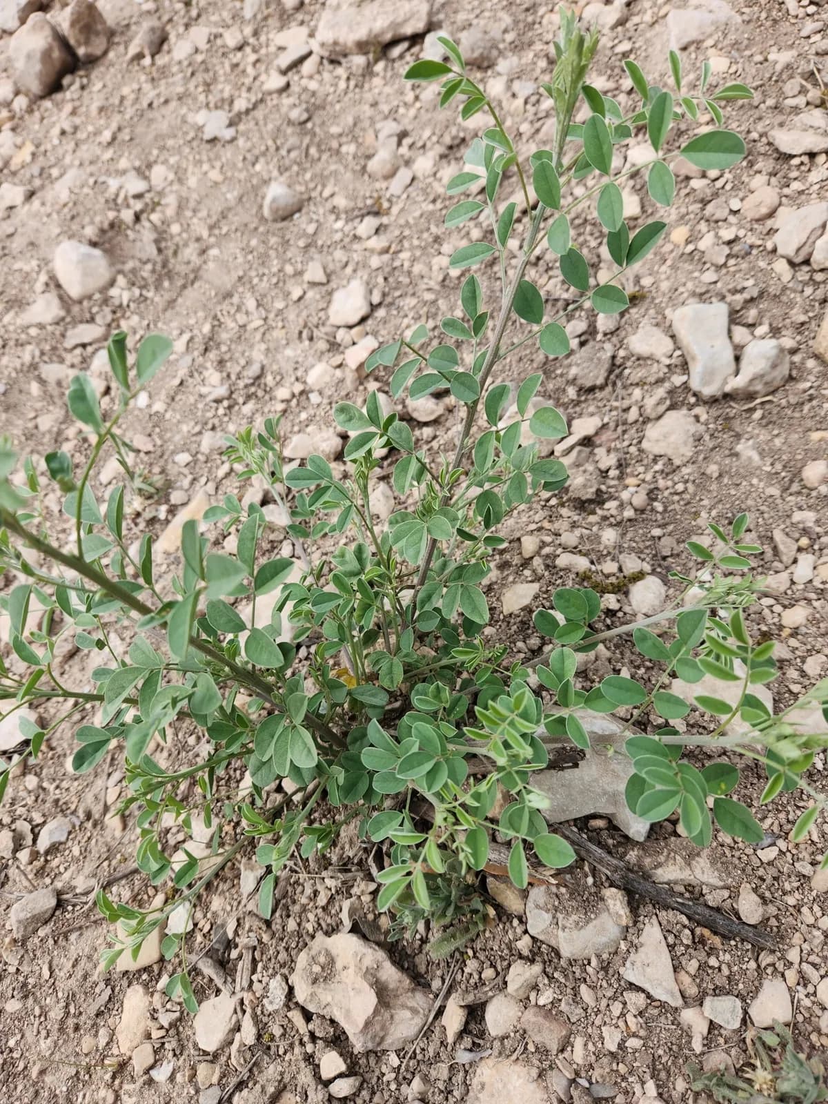 Lindheimer's Indigo (Indigofera lindheimeriana)