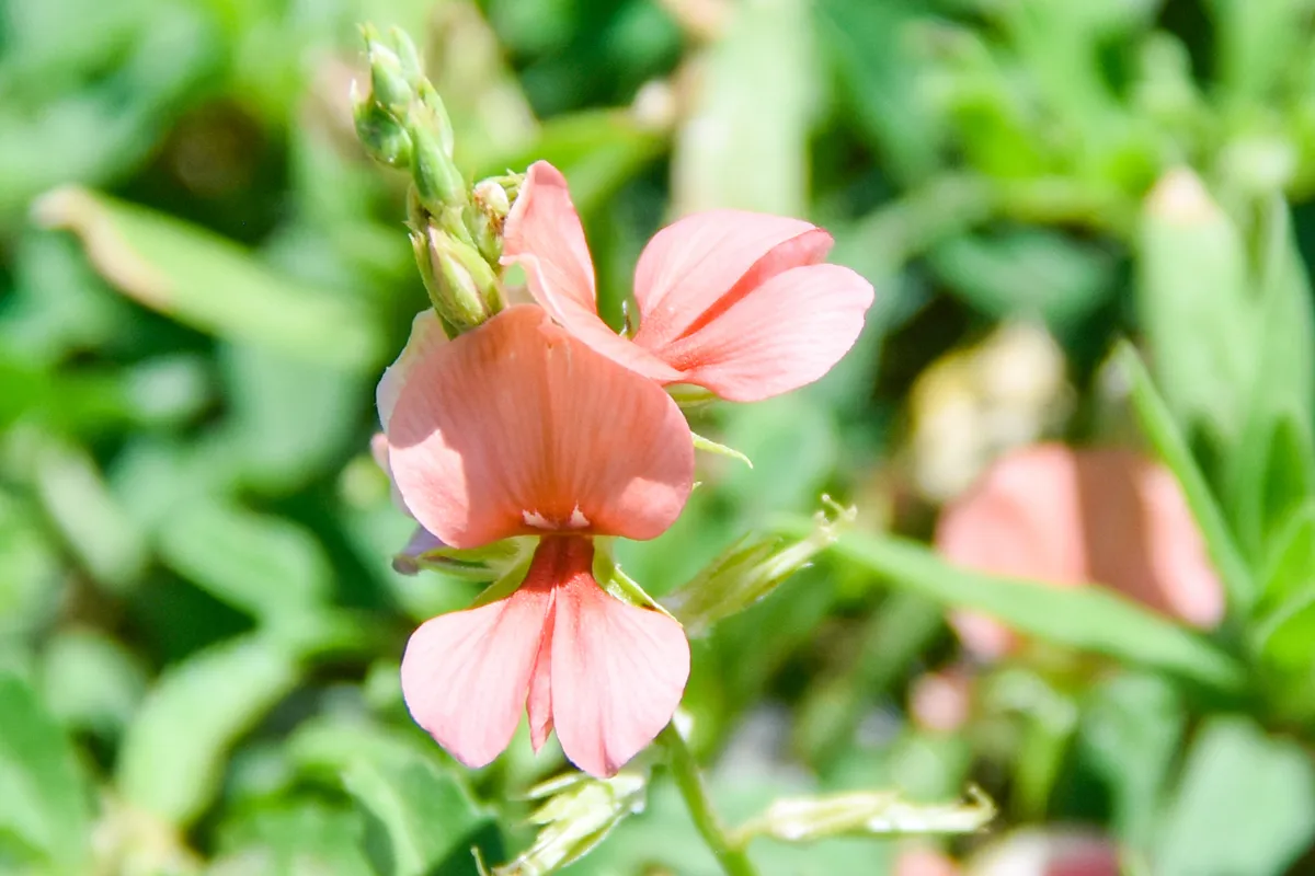 Scarlet Pea (Indigofera miniata)