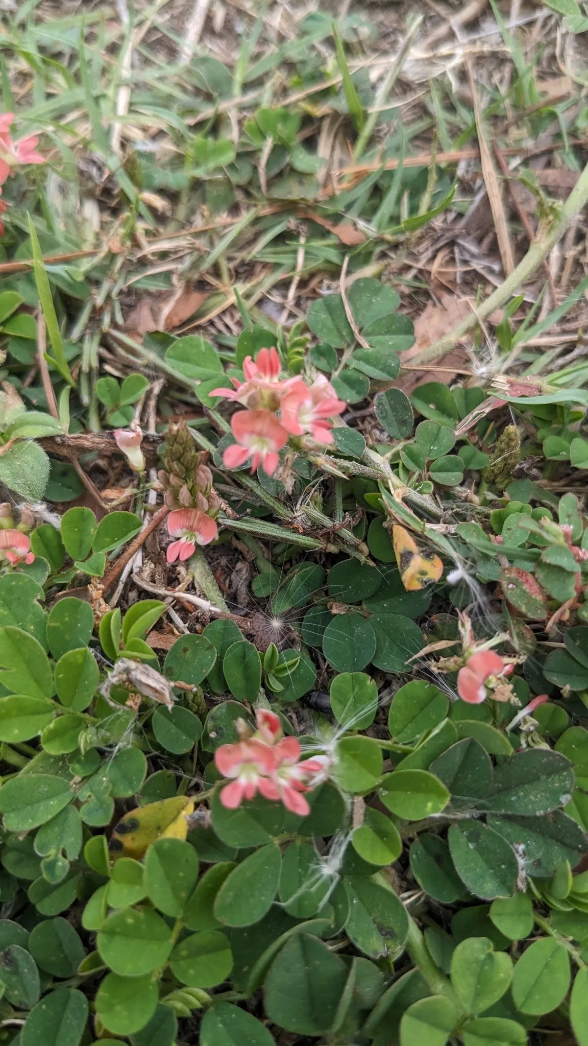 Creeping Indigo (Indigofera spicata)