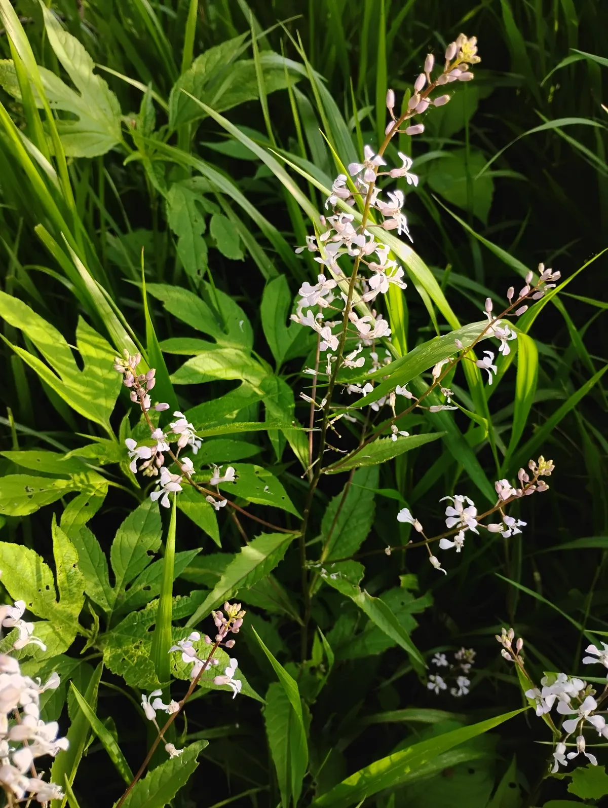Violet rocket (Iodanthus pinnatifidus)