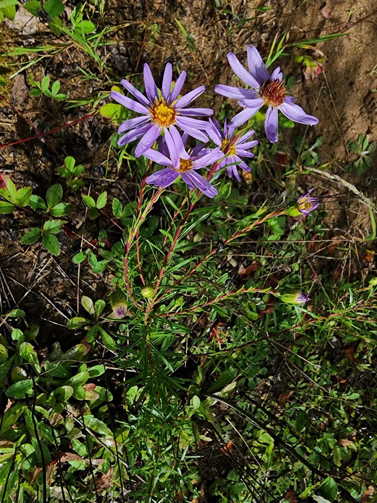 Savory-leaf aster (Ionactis linariifolia)