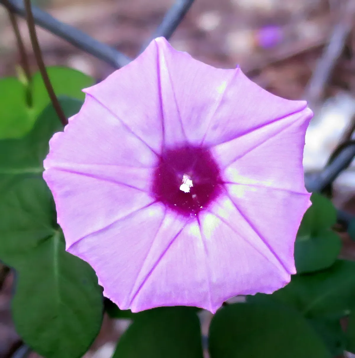 Purple Bindweed (Ipomoea cordatotriloba)