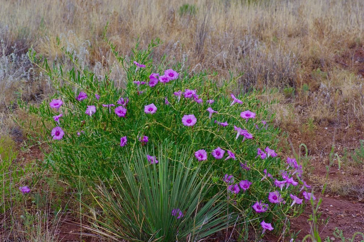 Bush Morning Glory (Ipomoea leptophylla)