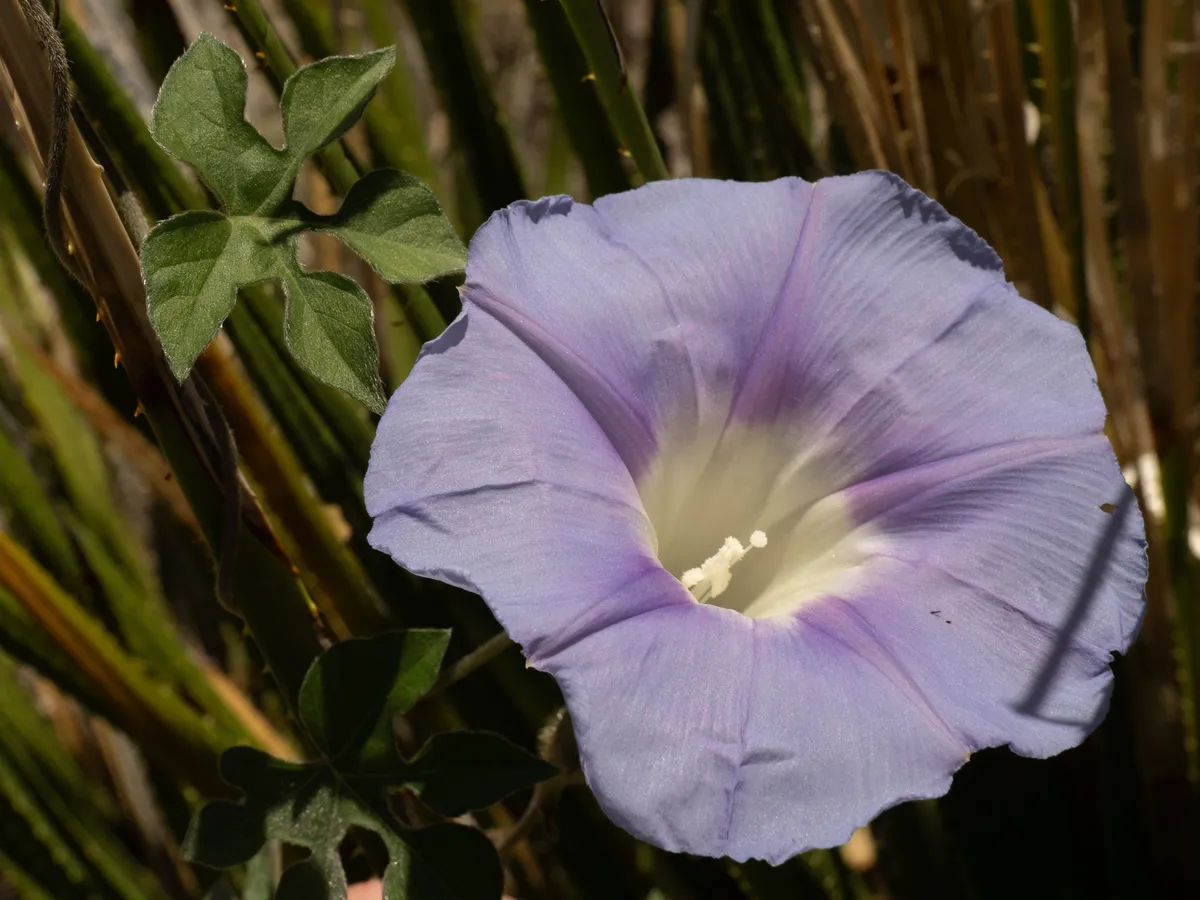 Lindheimer's Morning Glory (Ipomoea lindheimeri)
