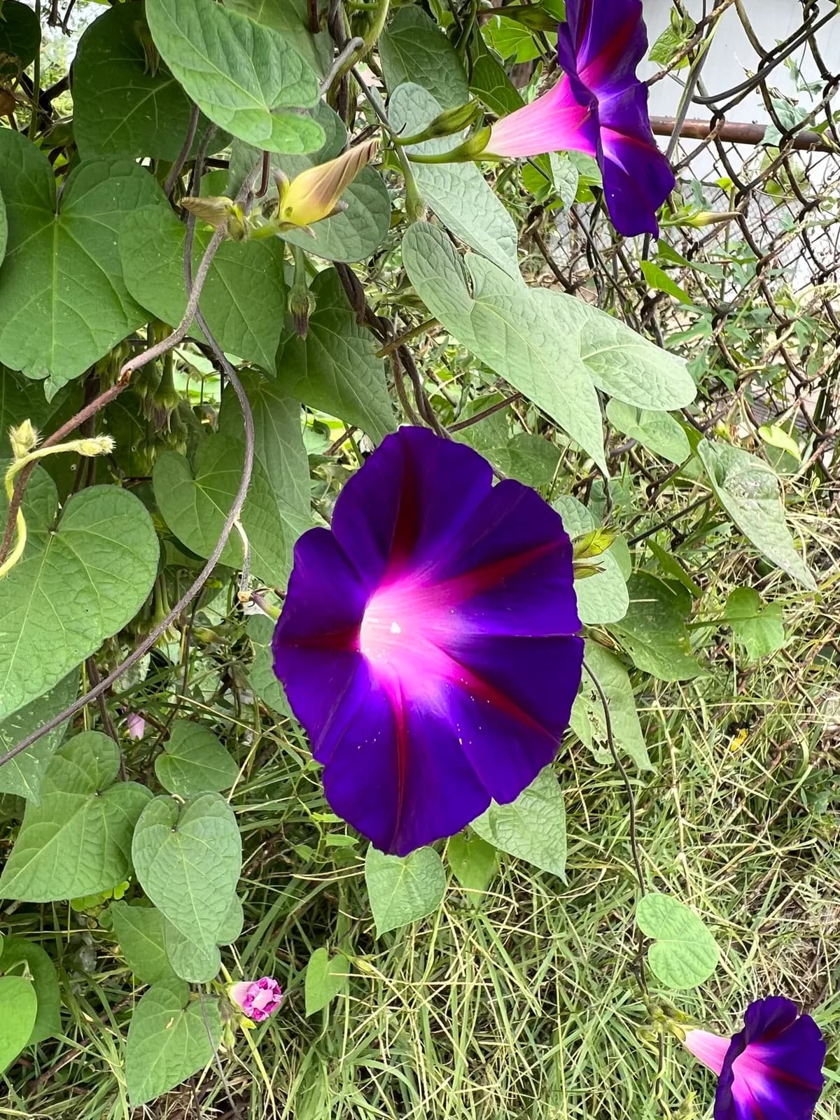 Common morning-glory (Ipomoea purpurea)