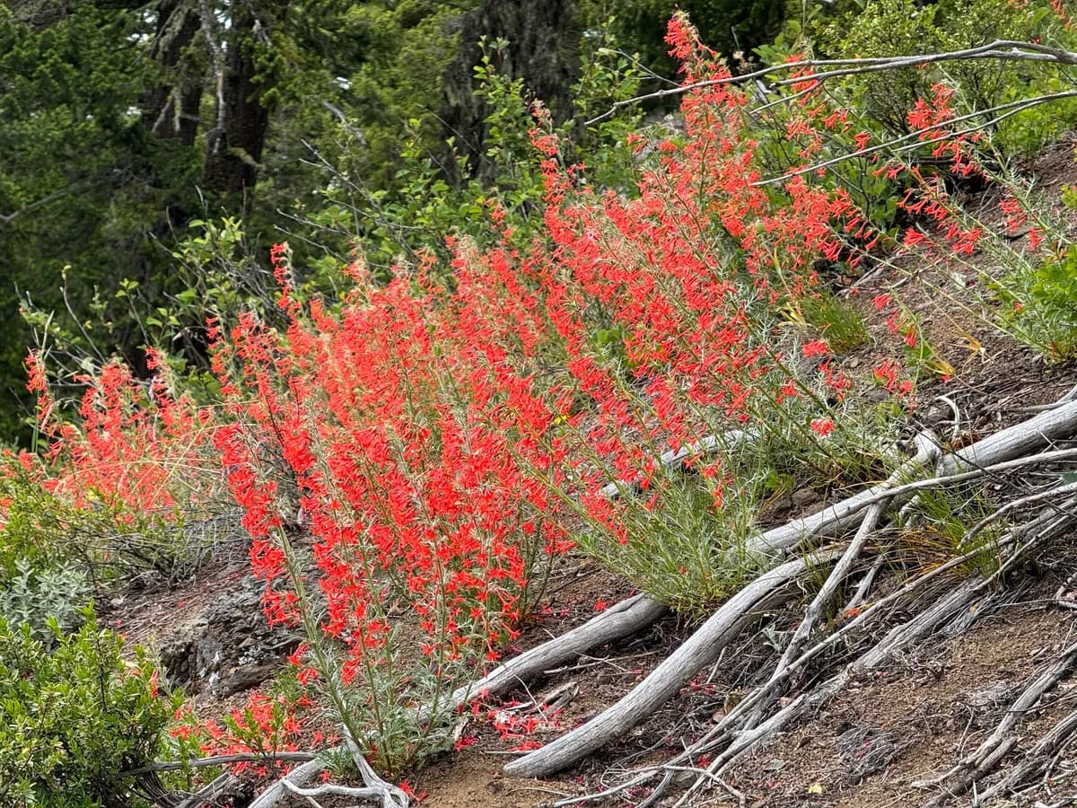 Scarlet Gilia (Ipomopsis aggregata)
