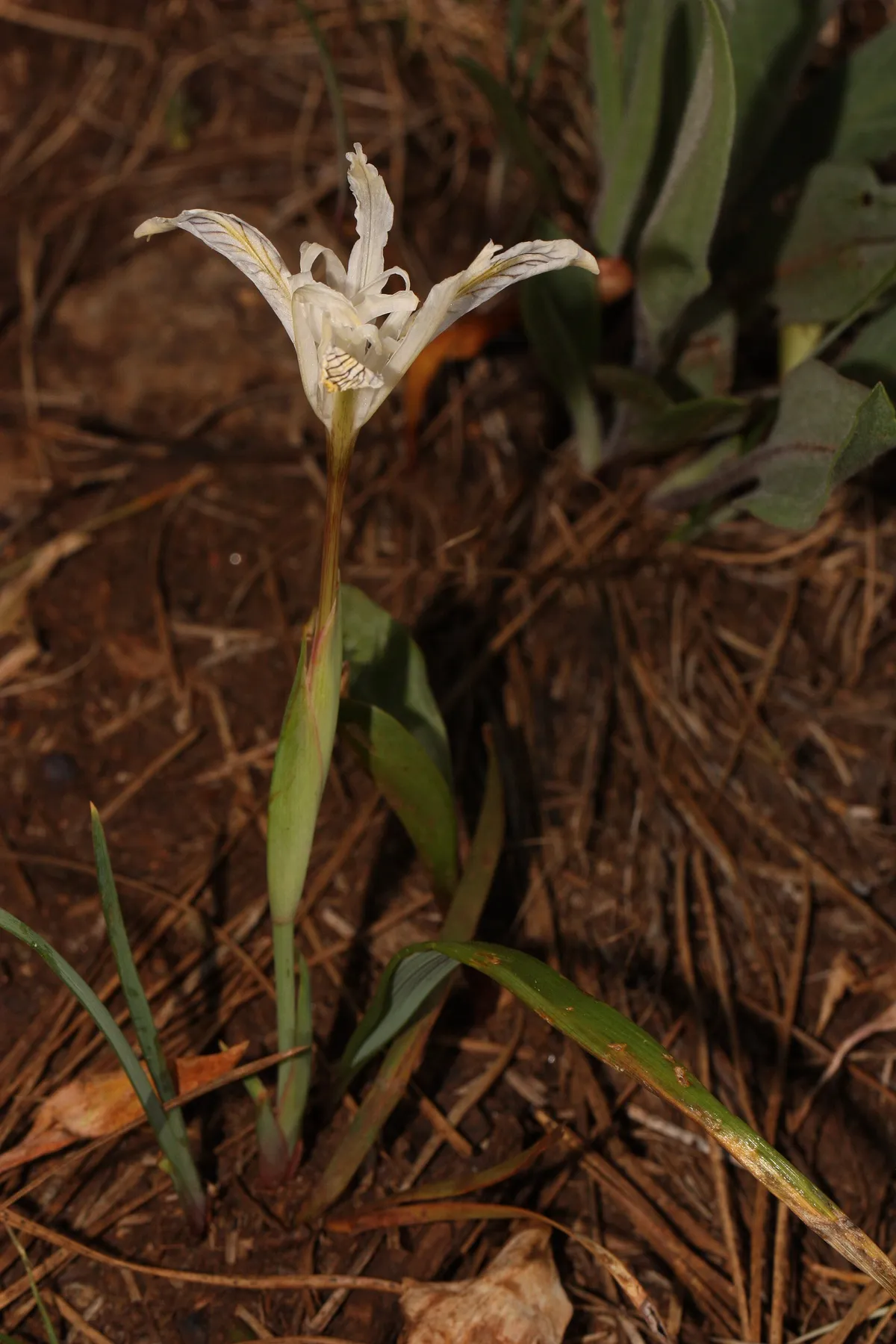 Yellow-leaf iris (Iris chrysophylla)
