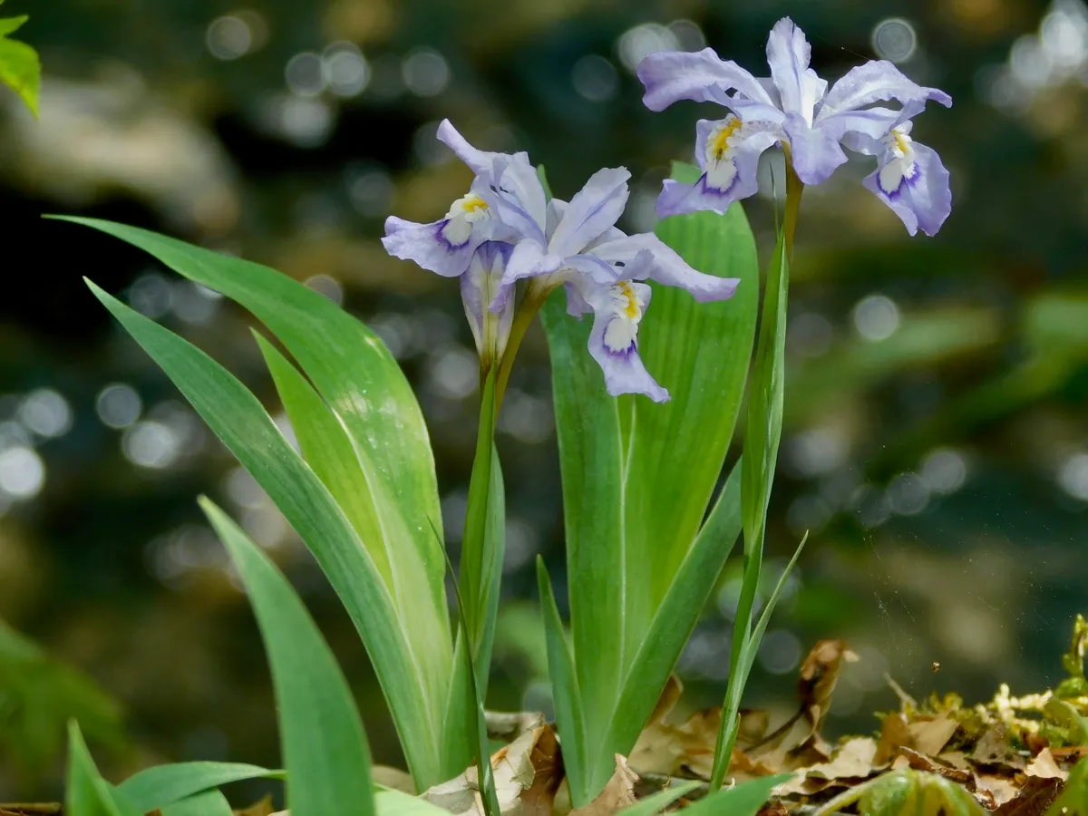 Crested Iris (Iris cristata)