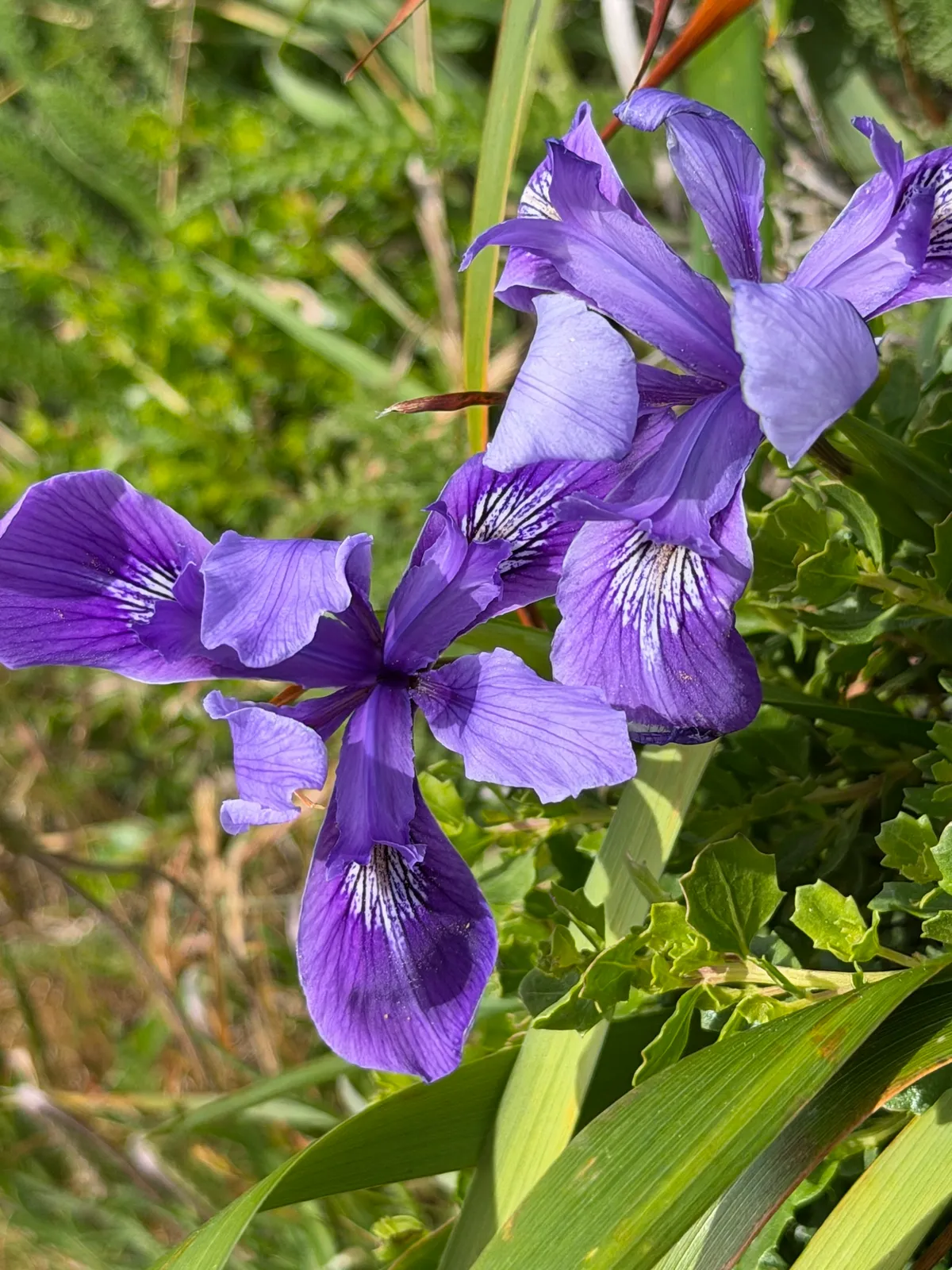 Marin Iris (Iris douglasiana)