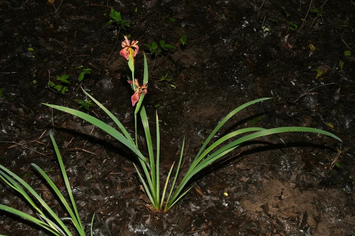 Copper iris (Iris fulva)