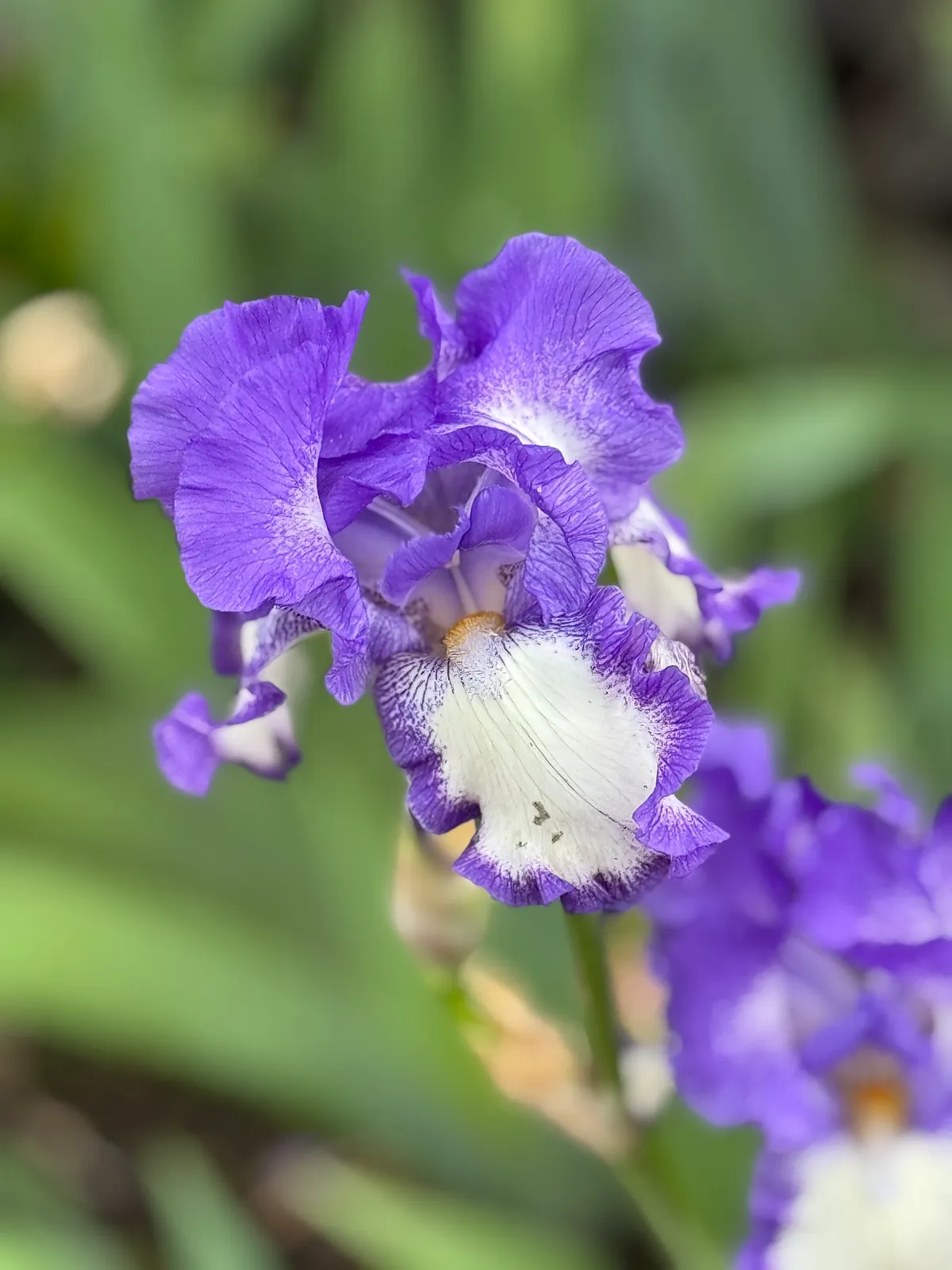 German Iris (Iris germanica)