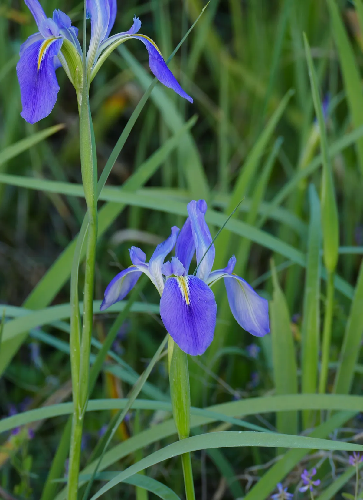 Carolina iris (Iris hexagona)