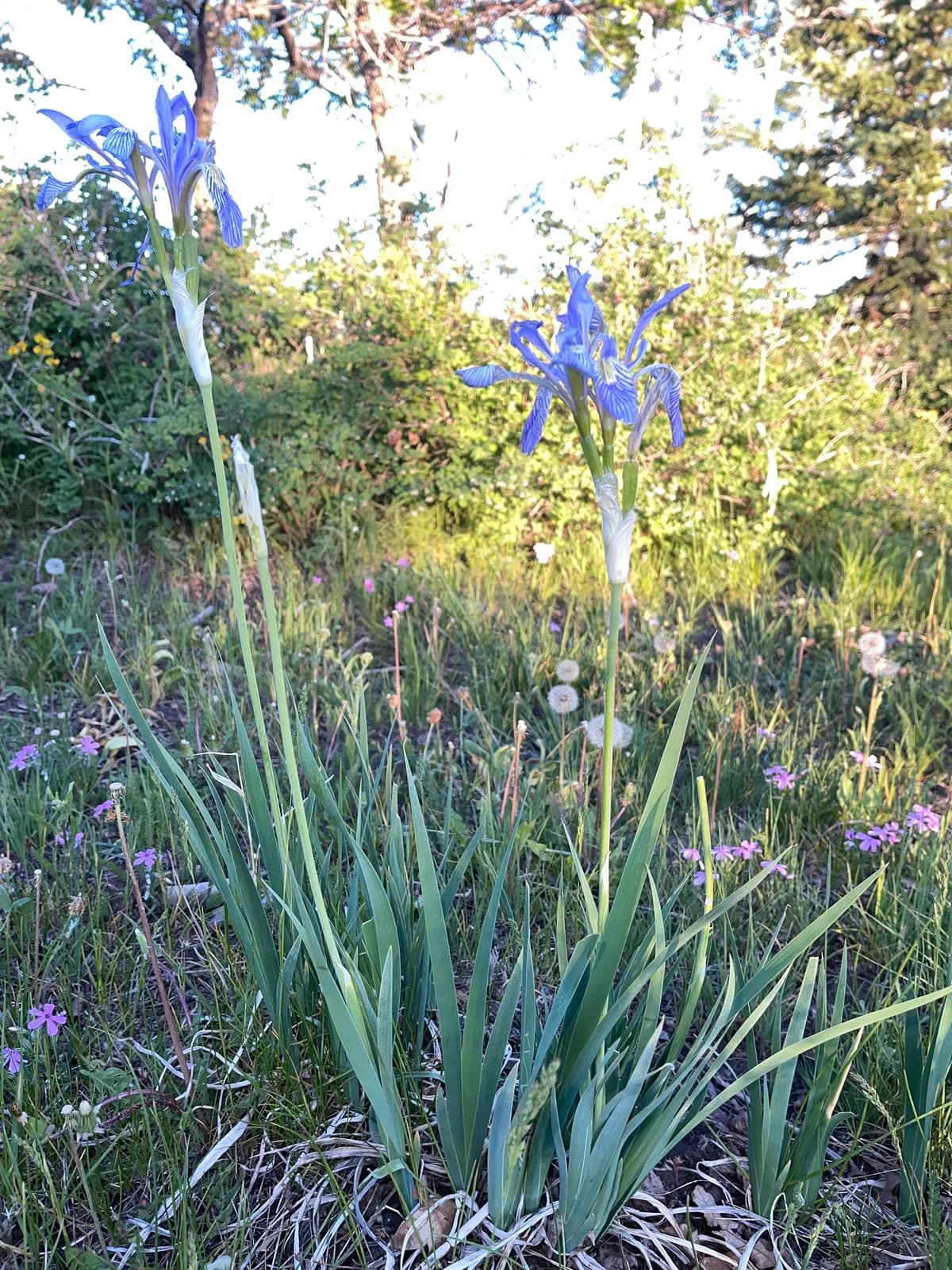 Rocky Mountain Iris (Iris missouriensis)