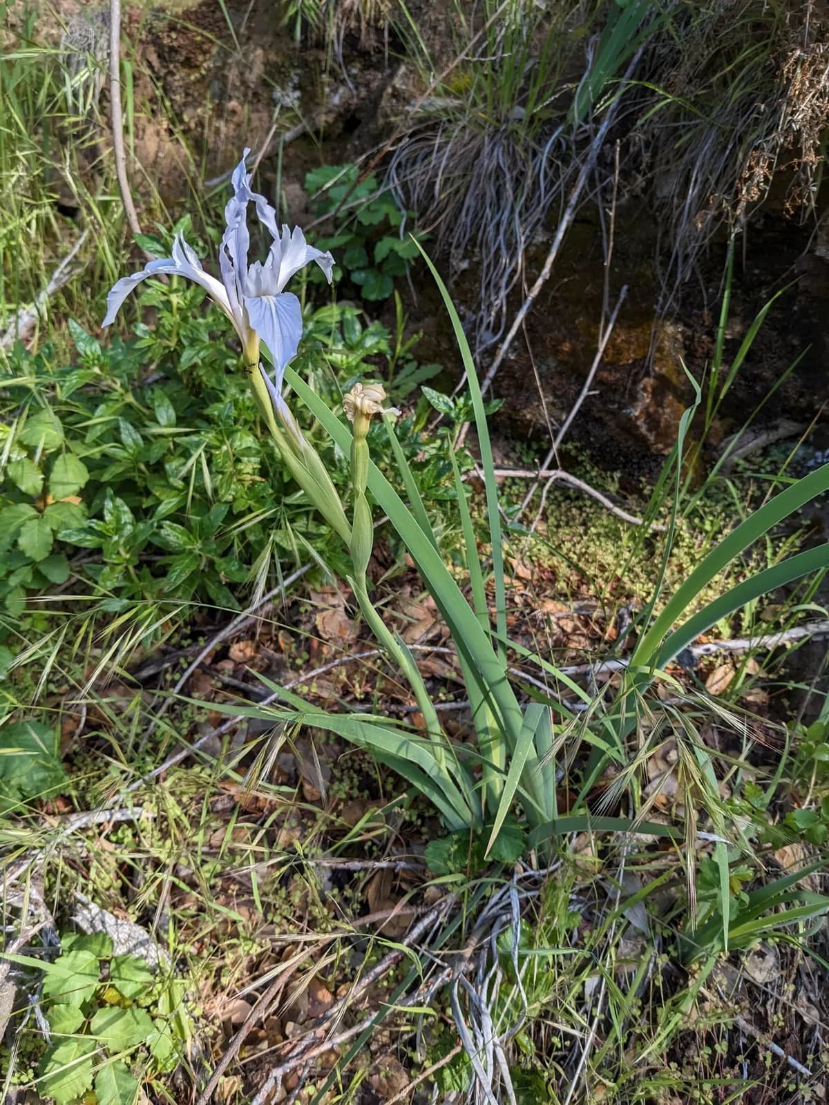 Munz's Iris (Iris munzii)