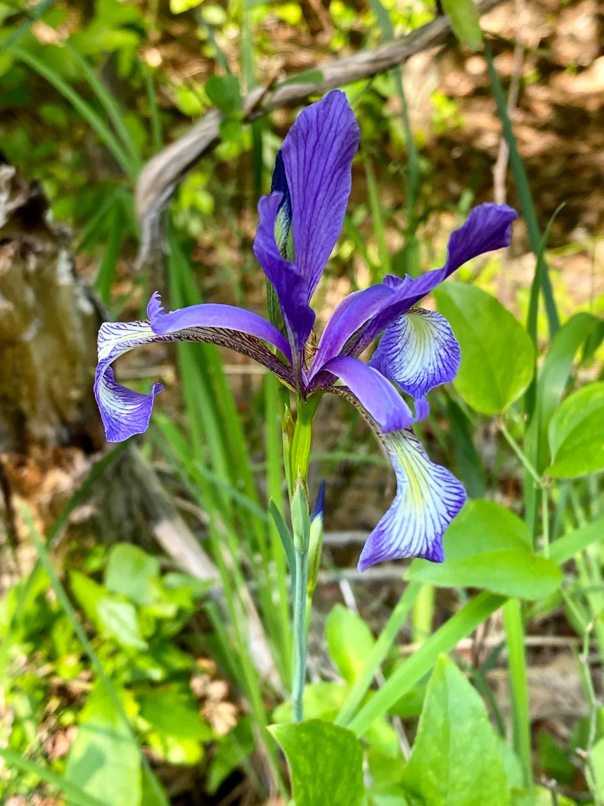 Slender blue iris (Iris prismatica)