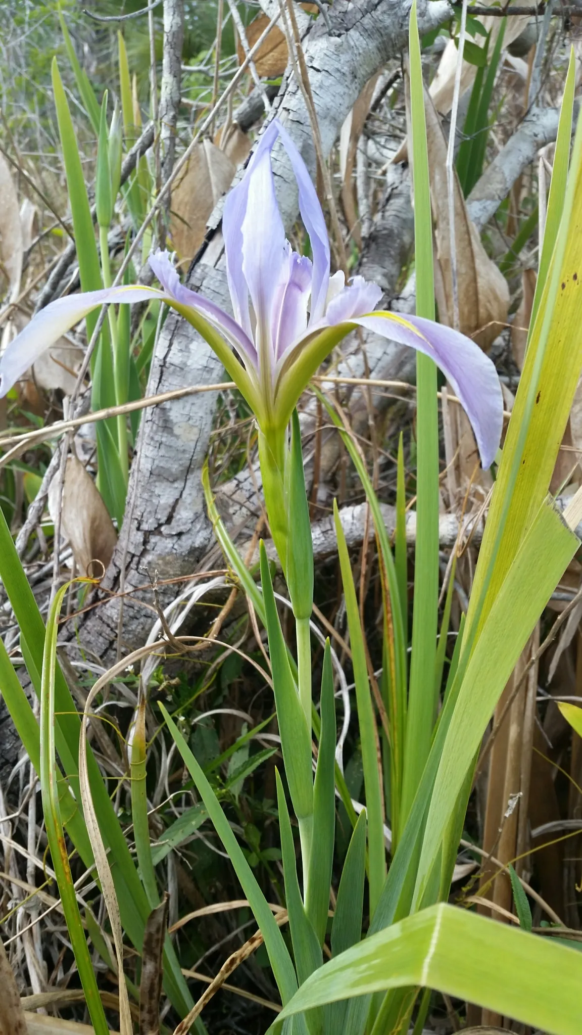 Prairie iris (Iris savannarum)