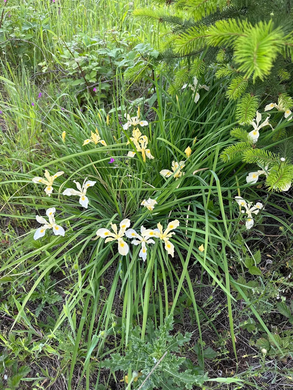 Toughleaf iris (Iris tenax)