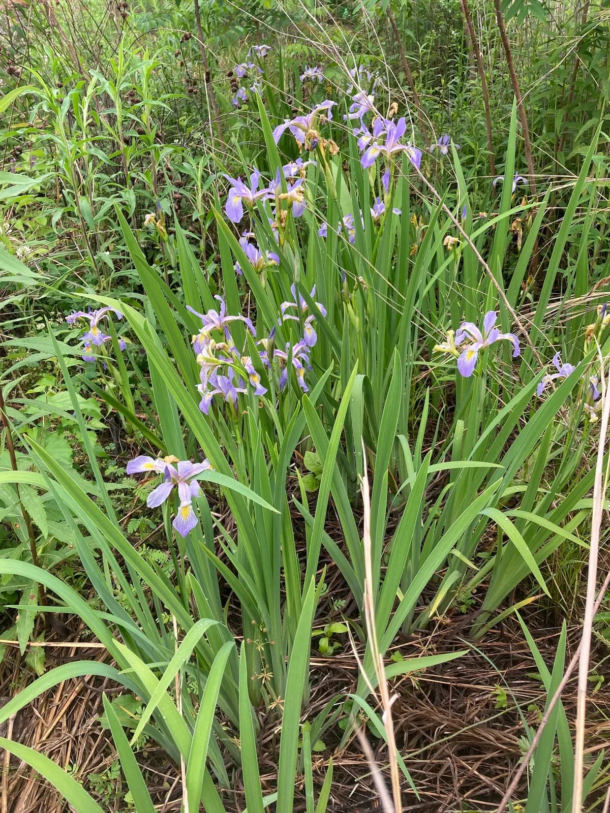Southern Blue Flag Iris (Iris virginica)