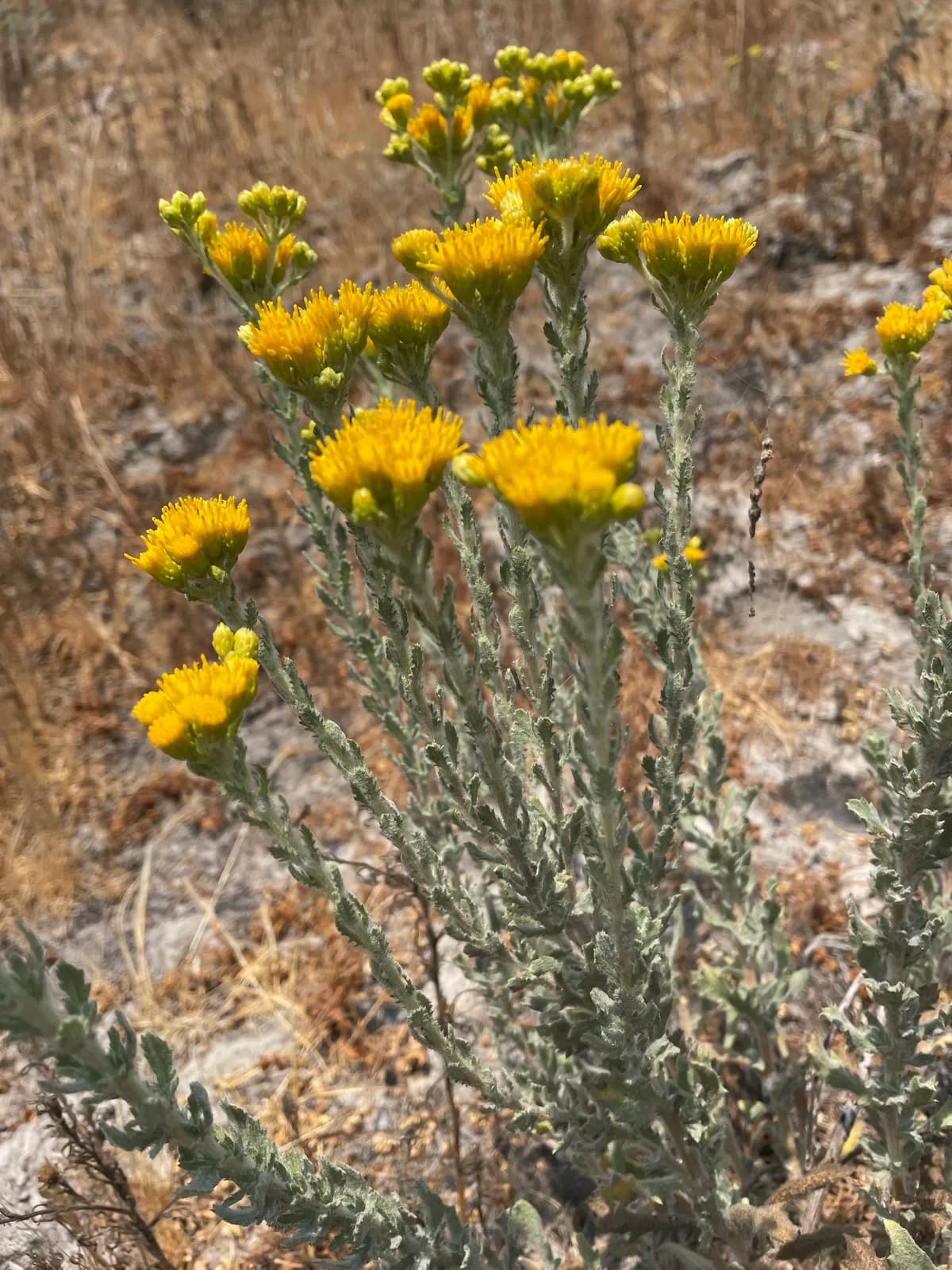 Menzies' goldenbush (Isocoma menziesii)