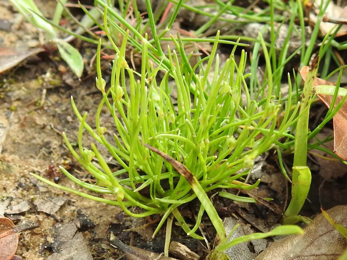 Keeled Bulrush (Isolepis carinata)