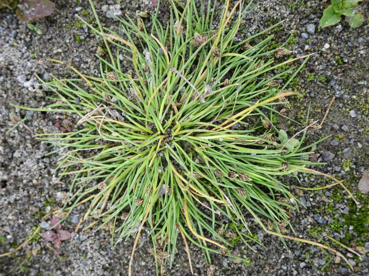 Fiber-optic-grass (Isolepis cernua)