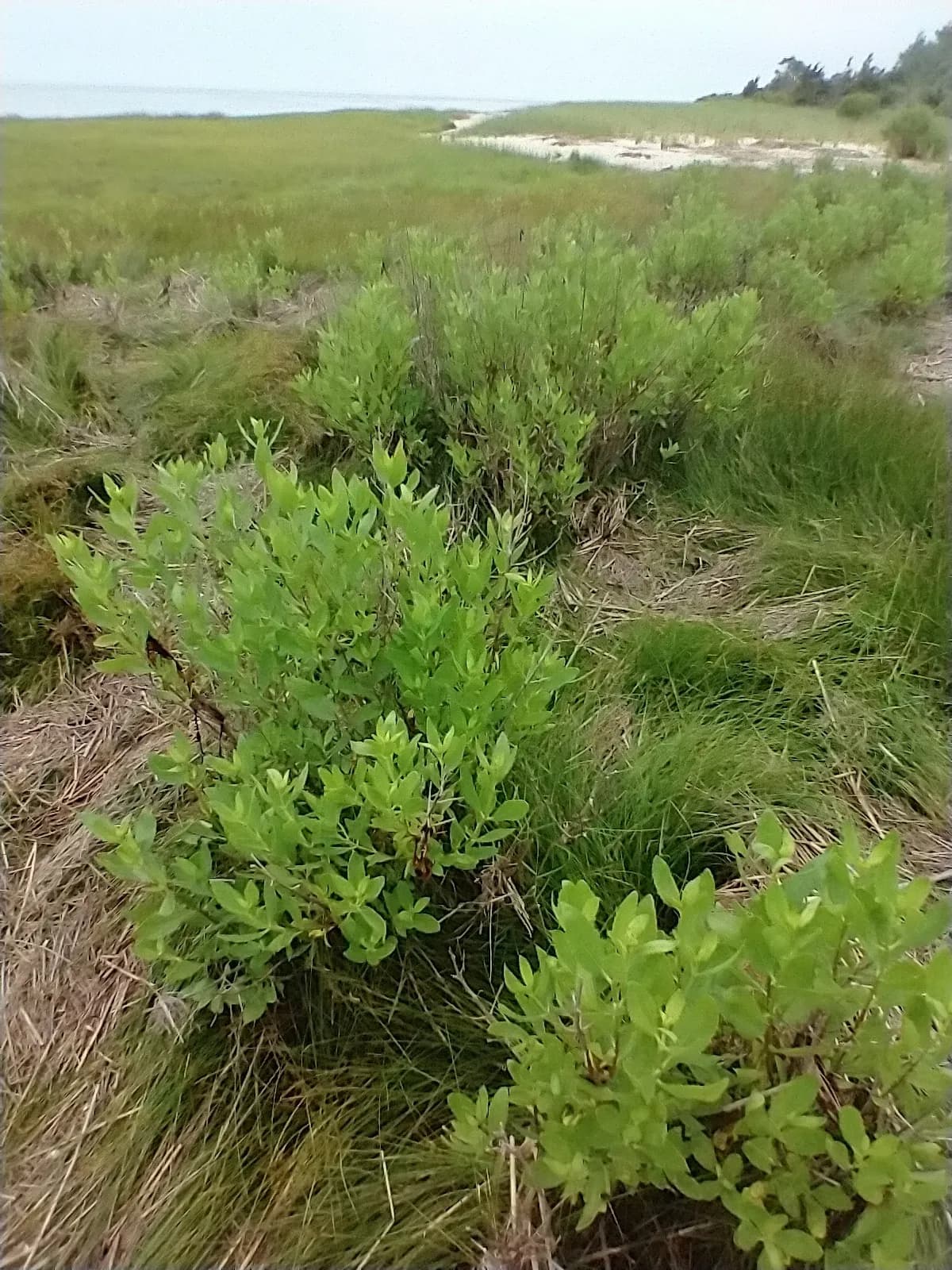 Marsh-elder (Iva frutescens)