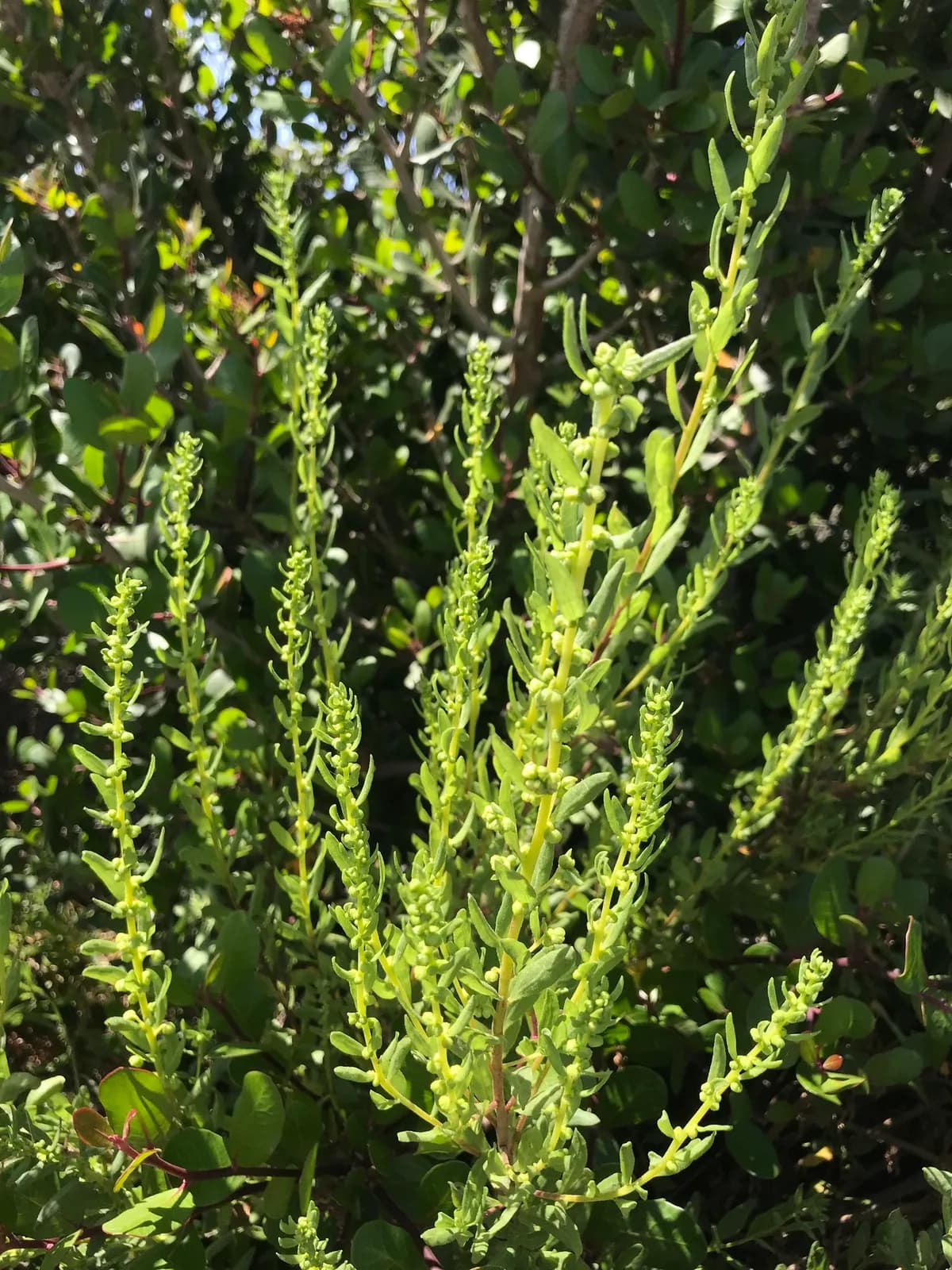 San Diego abundanceweed (Iva hayesiana)