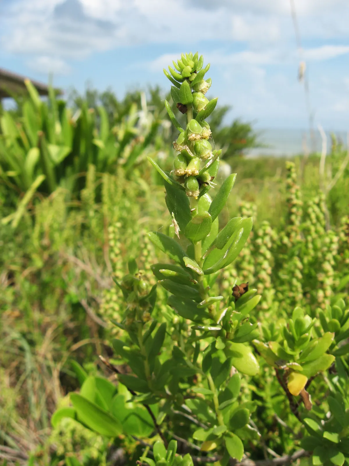 Seacoast Marsh Elder (Iva imbricata)