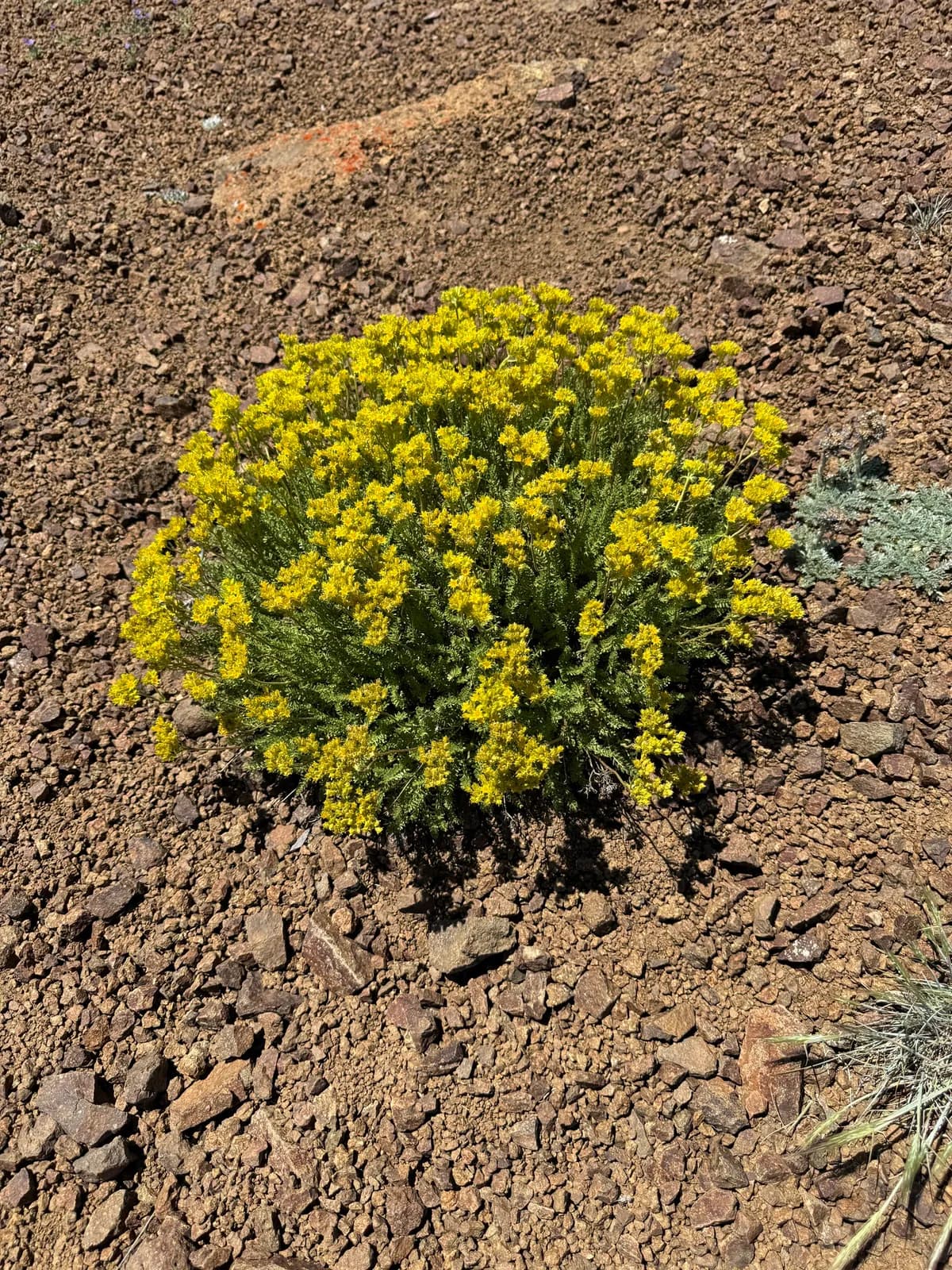 Gordon'S Ivesia (Ivesia gordonii)