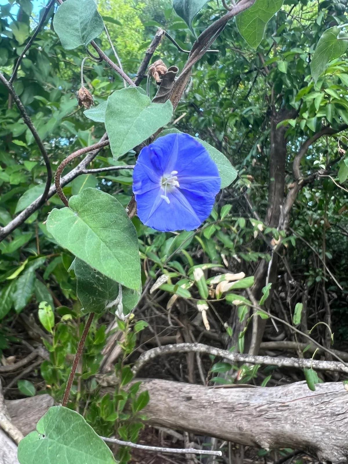 Skyblue clustervine (Jacquemontia pentanthos)