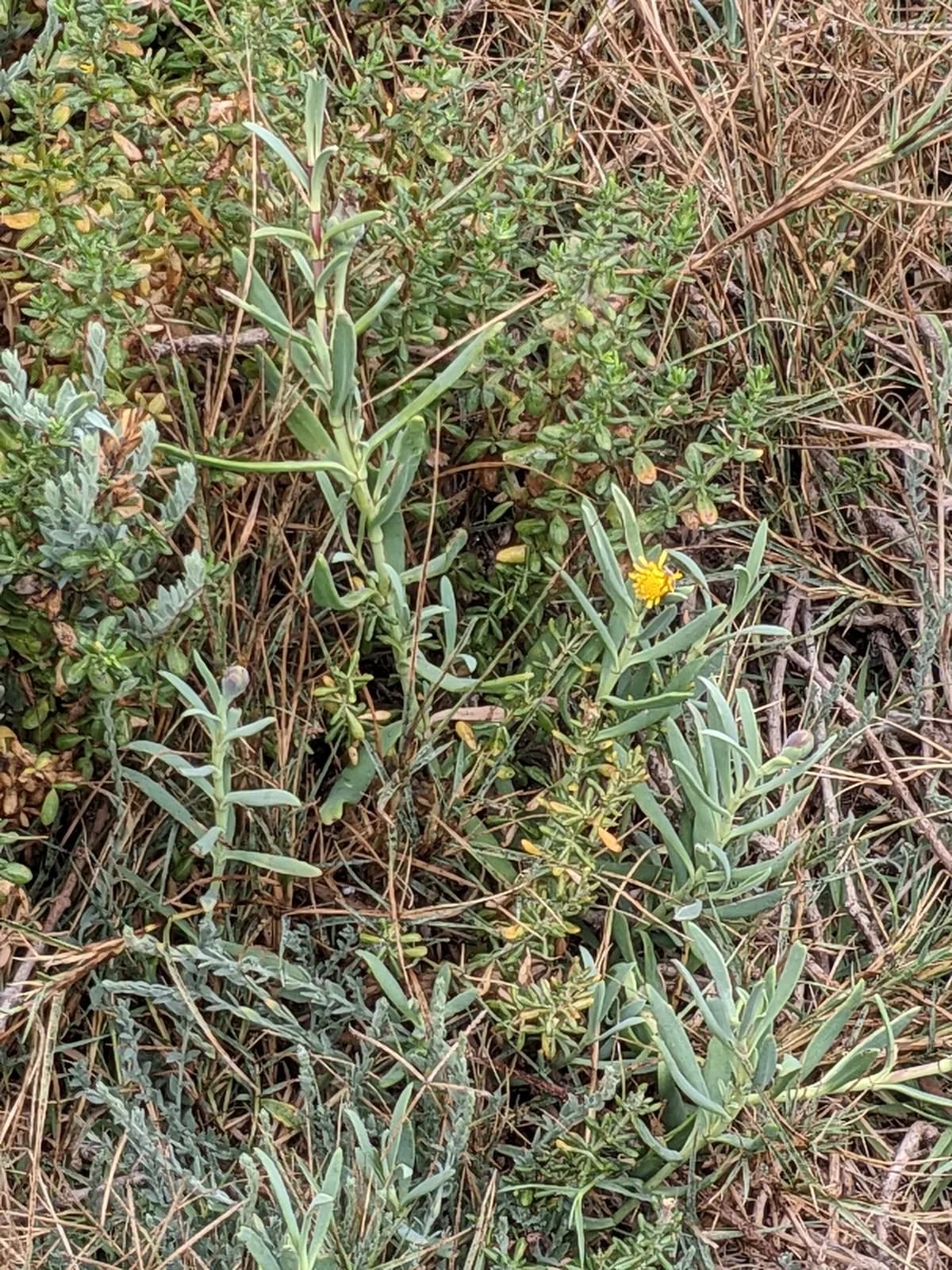 Marsh jaumea (Jaumea carnosa)