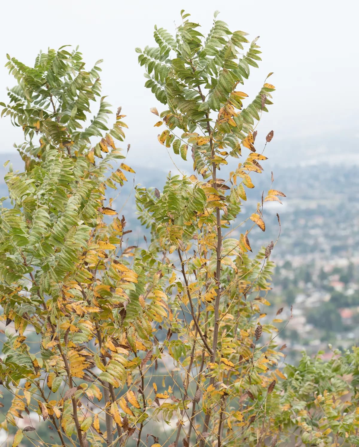 California walnut (Juglans californica)