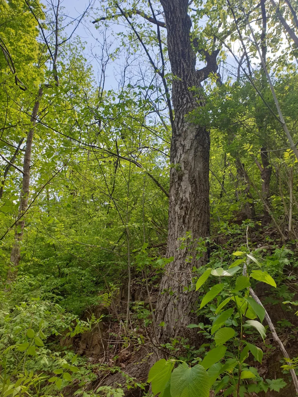 White walnut (Juglans cinerea)