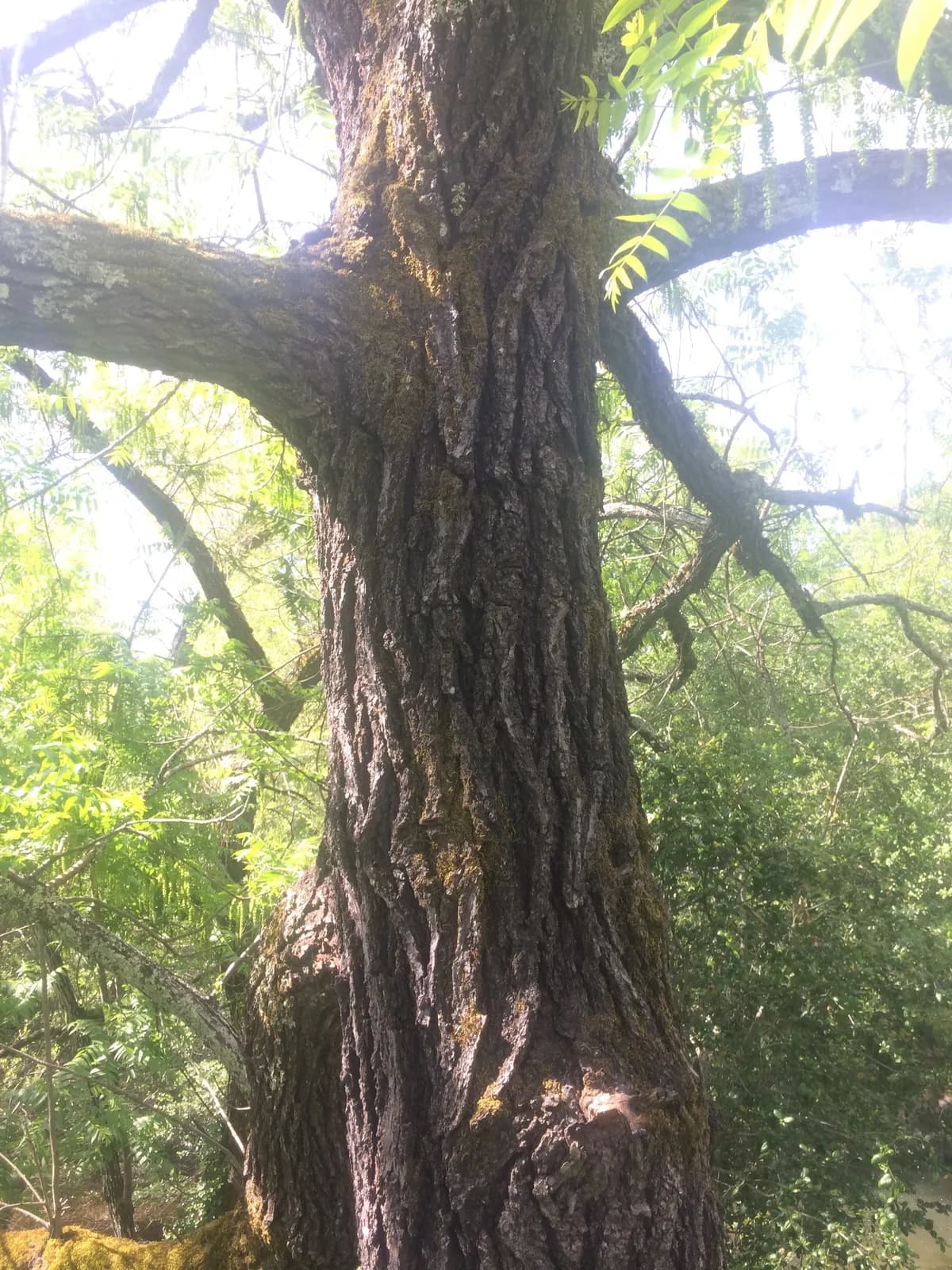 Hinds's black walnut (Juglans hindsii)