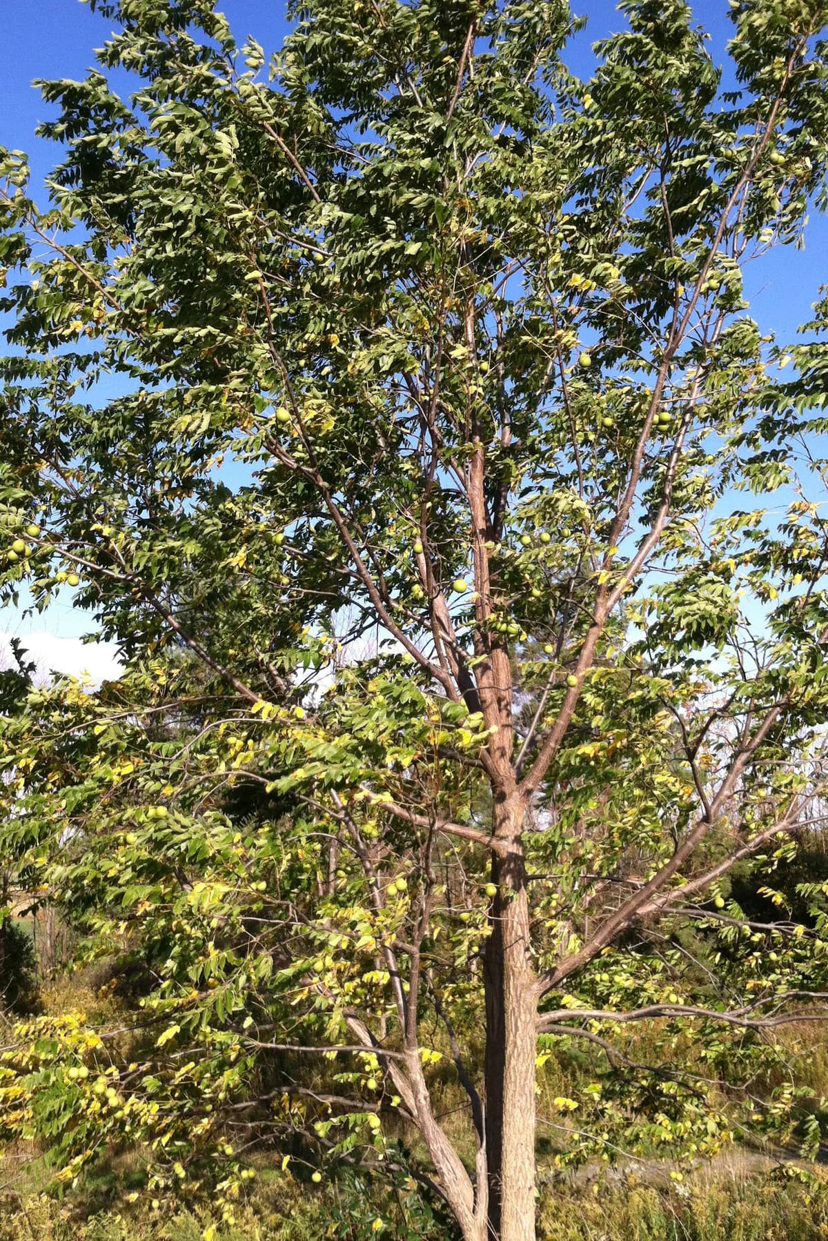 Black Walnut (Juglans nigra)